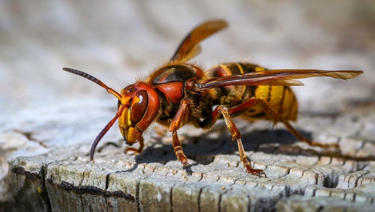 Frelon européen — Vespa crabro